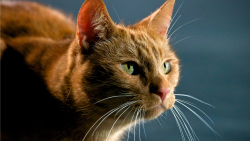 Reakce na roztomilost