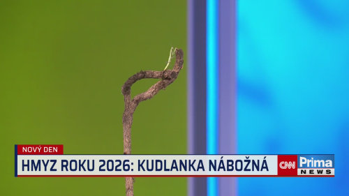 Kudlanka nábožná je Hmyzem roku 2026