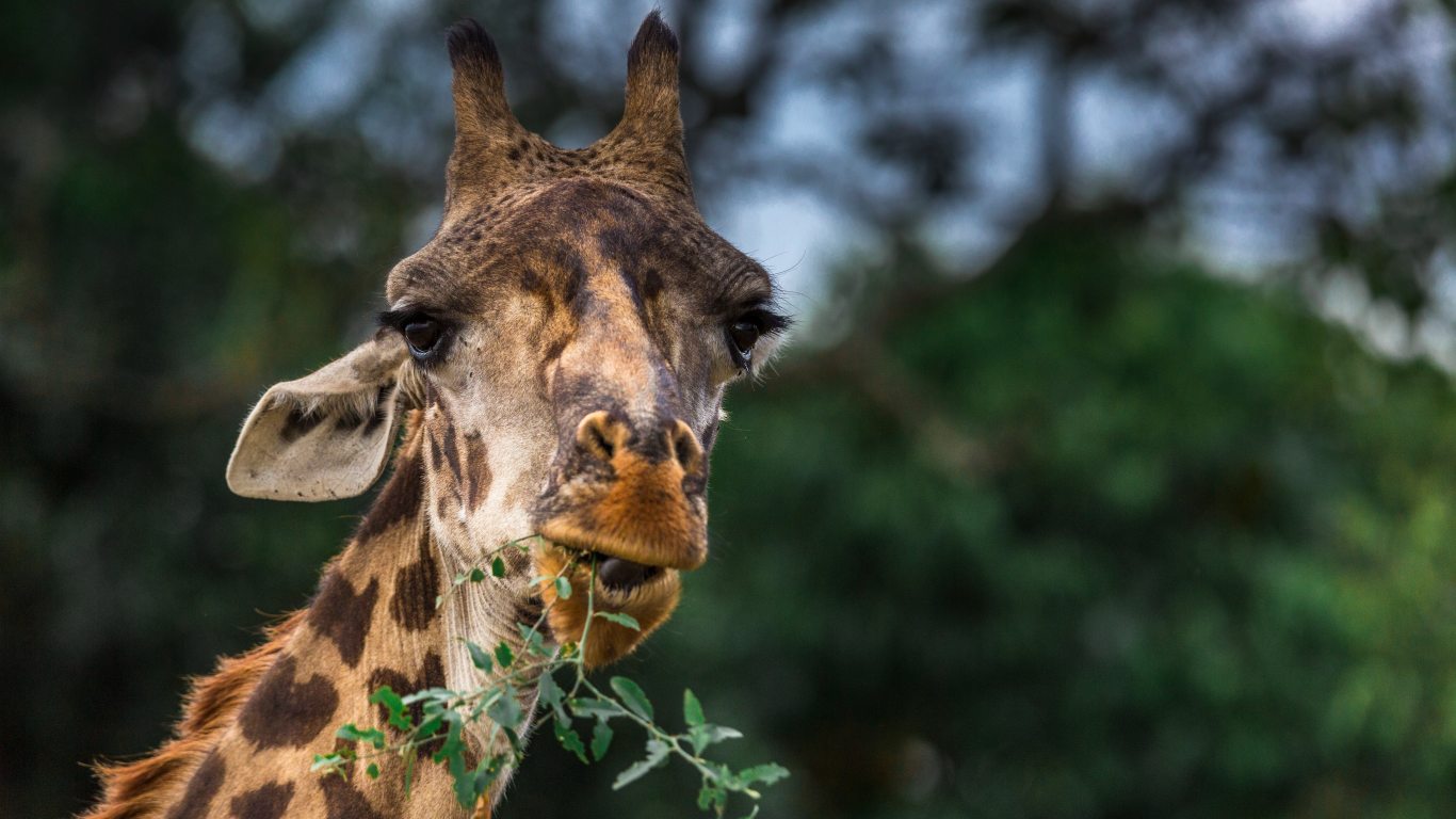 Každé africké svítání slibuje jedinečný den plný překvapivých a drsných setkání