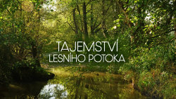 Tajemství lesního potoka