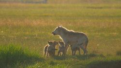 Setkání s grizzlym (1) - upoutávka