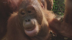 Orangutaní škola v džungli