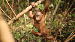 Orangutaní škola v džungli
