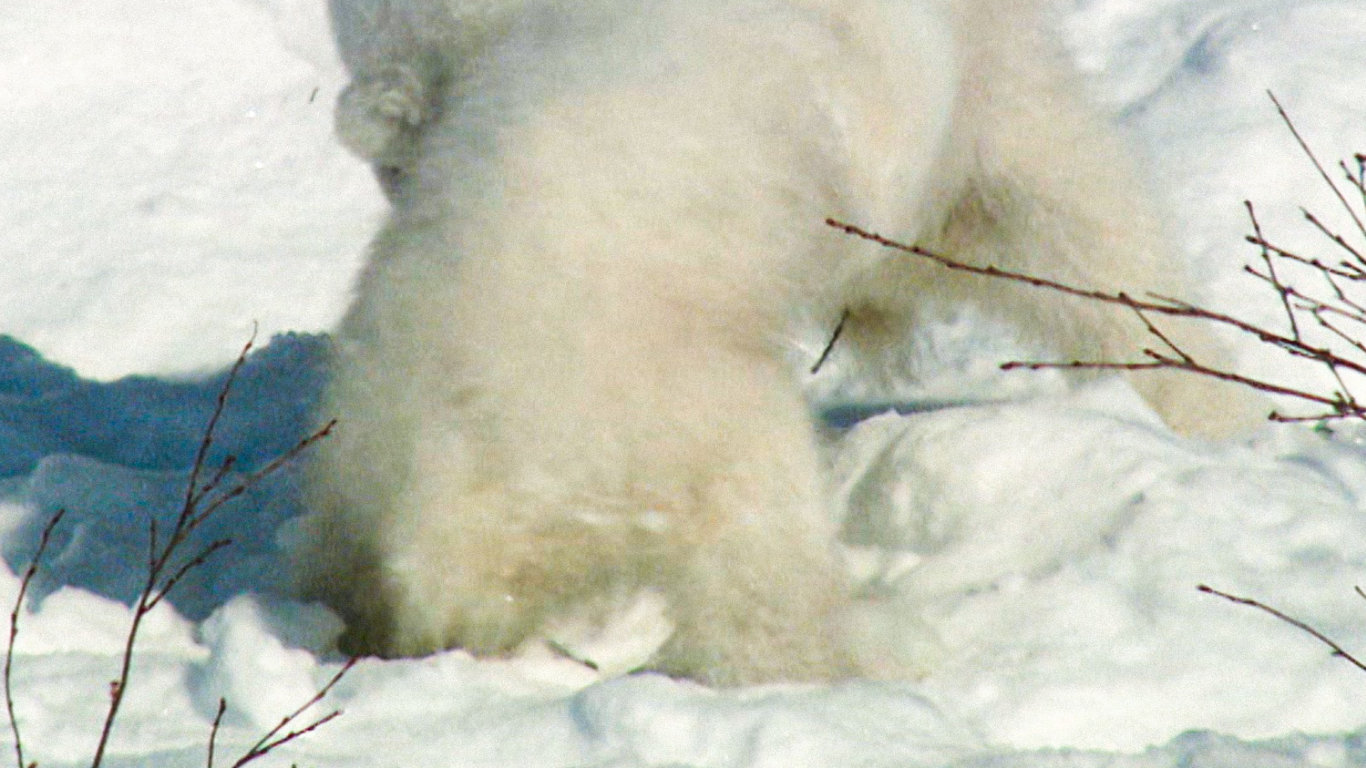 Mláďata v Arktidě