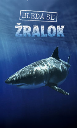 Hledá se žralok
