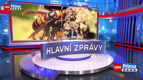 HLAVNÍ ZPRÁVY: Vraždící sršně