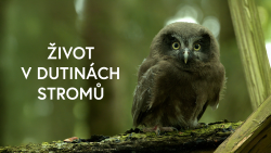 Život v dutinách stromů