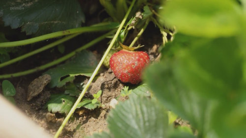 Jak rostou kyselé vokurky - Farma Vojty Kotka (S1E5)