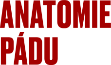 Anatomie pádu