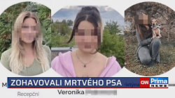 Inspekce našla pochybení na veterině, kde ženy zohavily mrtvého psa
