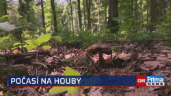 Počasí na houby