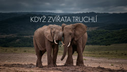 Když zvířata truchlí