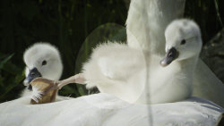 Vejce: Počátek života