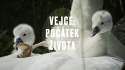 Vejce: Počátek života
