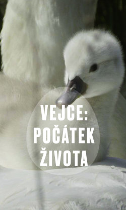 Vejce: Počátek života