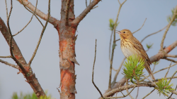 Skrytý život v lese