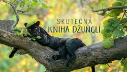 Skutečná Kniha džunglí