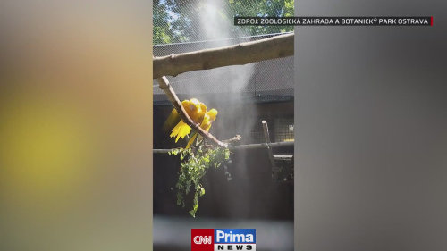 Sprchování papoušků ve vedrech v ostravské ZOO