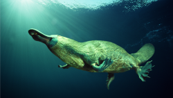 David Attenborough: Život savců