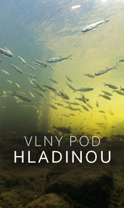 Vlny pod hladinou