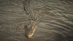 Nikaragujští rváči 3/4