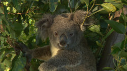 Nejdivočejší Austrálie: Buš