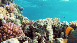 Pod hladinou (9)
