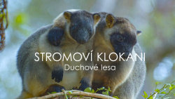 Stromoví klokani: Duchové lesa