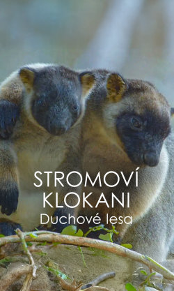 Stromoví klokani: Duchové lesa