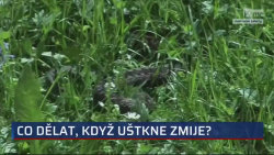 Co dělat, když uštkne zmije? 