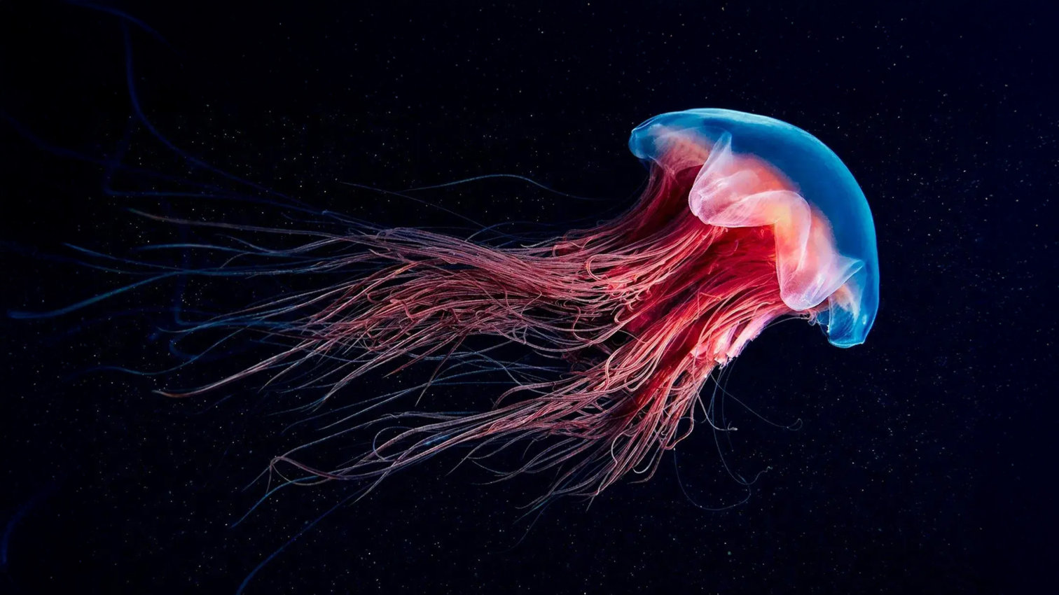 Fluorescence: Přírodní superschopnost