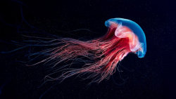 Fluorescence: Přírodní superschopnost