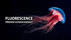 Fluorescence: Přírodní superschopnost