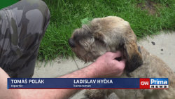 Ostrov na Karlovarsku chce vrátit adoptované psy